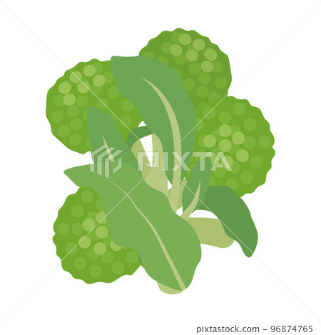 Rapeseed illustration 96874765