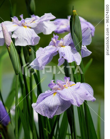 Shohinken 美麗的肥後鳶尾（熊本縣八代市） 96874800