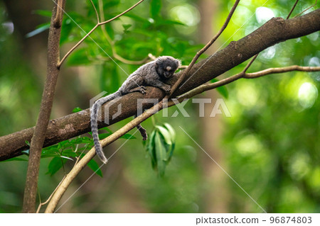 Marmoset monkey on a tree in the wild Marmoset monkey on a tree in the wild 96874803