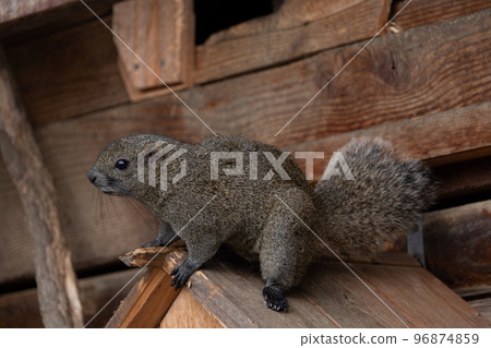 Taiwan squirrel 96874859