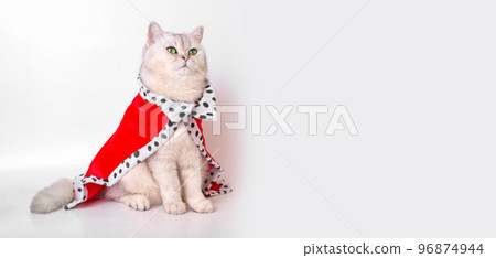 A wide banner with beautiful white cat in red mantle, sitting on a white background 96874944