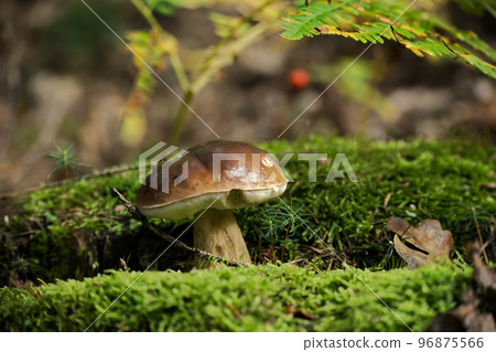 Cep or Boletus Mushroom growing in a forest Cep or Boletus Mushroom growing in a forest 96875566