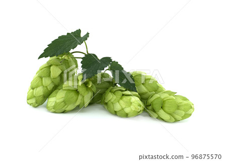 Common Hop plant (Humulus lupulus) Common Hop plant (Humulus lupulus) 96875570