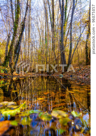 Small creek in the forest in a sunny autumn day Small creek in the forest in a sunny autumn day 96875857