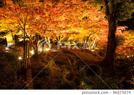 請欣賞國家名勝縮景園的紅葉燈飾。這是與廣島之主淺野和植田壯子有關的庭園。廣島 請欣賞國家名勝縮景園的紅葉燈飾。這是與廣島之主淺野和植田壯子有關的庭園。廣島 96875874