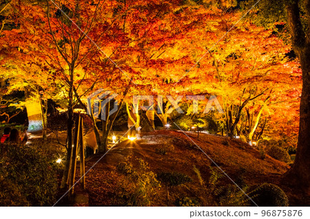 請欣賞國家名勝縮景園的紅葉燈飾。這是與廣島之主淺野和植田壯子有關的庭園。廣島 96875876