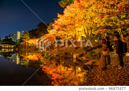 Please take a look at the illuminated autumn leaves of Shukkeien, a national scenic spot. This is a garden associated with the lord of Hiroshima Asano and Soko Ueda. Hiroshima 96875877