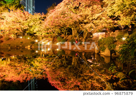 請欣賞國家名勝縮景園的紅葉燈飾。這是與廣島之主淺野和植田壯子有關的庭園。廣島 96875879