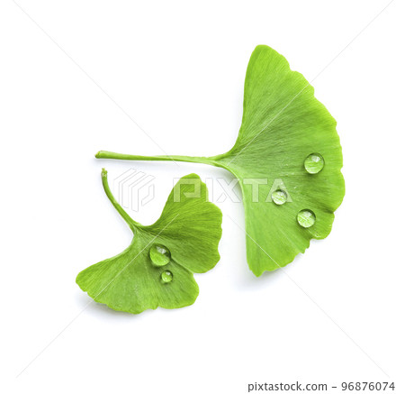 Ginkgo biloba leaves on white backgrounds. on white backgrounds Ginkgo biloba leaves on white backgrounds. on white backgrounds 96876074