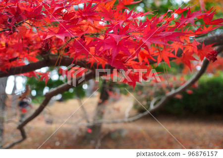 Natural scenery of vivid and colorful autumn leaves (autumn maple, background material, with copy space) 96876157