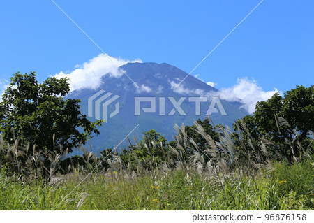 Susuki and Mt. Fuji Susuki and Mt. Fuji 96876158