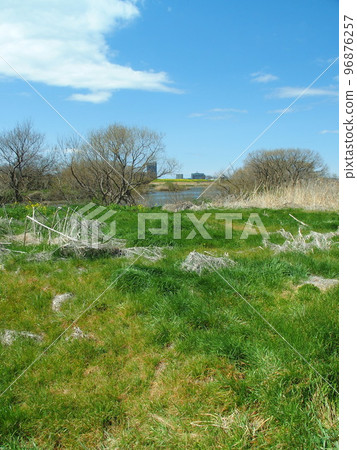 Edogawa riverbed scenery in early spring where young grass grows 96876257