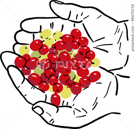 Hand holding Coffee Berry fruit Hand drawn line art illustration Hand holding Coffee Berry fruit Hand drawn line art illustration 96876258