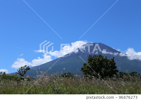 Susuki and Mt. Fuji Susuki and Mt. Fuji 96876273