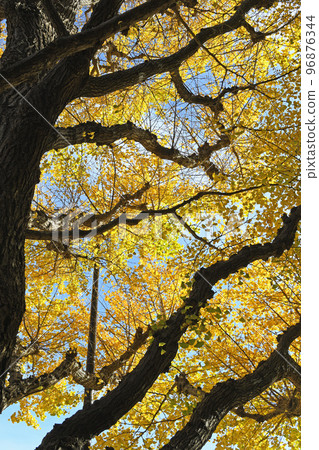 Fall landscape 96876344