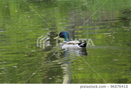 Mallard duck swimming in the water of lake Mallard duck swimming in the water of lake 96876418