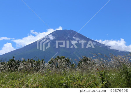 Susuki and Mt. Fuji Susuki and Mt. Fuji 96876498