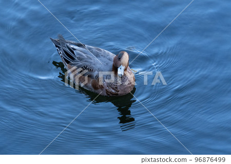 Wigeon Wigeon 96876499