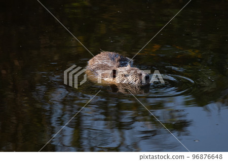 Nutria 96876648