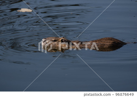 Nutria 96876649