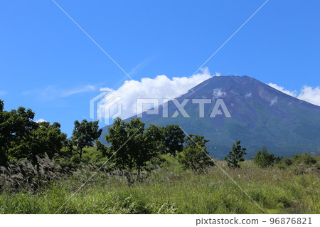 Oak tree and Mt.Fuji　 96876821