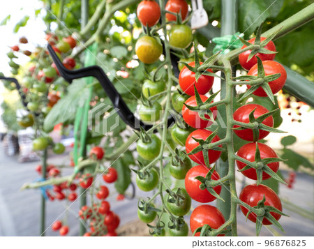Growing cherry tomatoes in greenhouses Growing cherry tomatoes in greenhouses 96876825