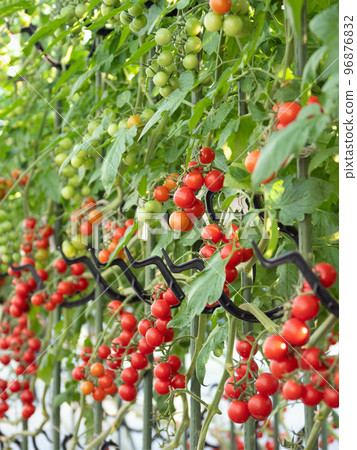 在溫室中種植櫻桃番茄 96876832