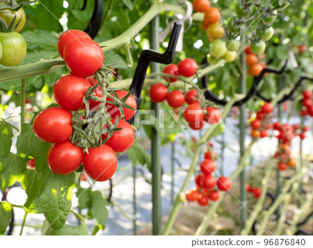Growing cherry tomatoes in greenhouses Growing cherry tomatoes in greenhouses 96876840