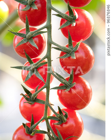 Growing cherry tomatoes in greenhouses 96876846