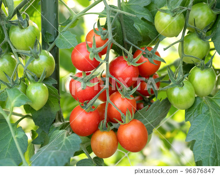 Growing cherry tomatoes in greenhouses 96876847