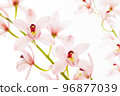 Pink Orchid Flower 96877039