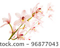 Pink Orchid Flower 96877043