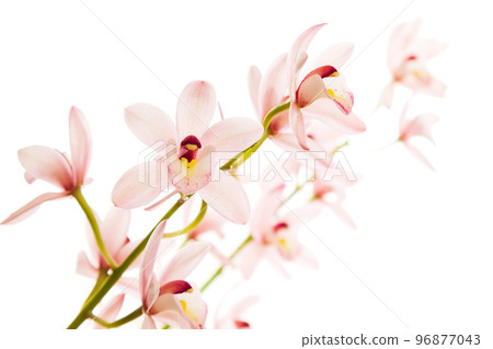 Pink Orchid Flower 96877043
