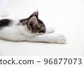 A cat stretching out and sleeping in the cat 96877073