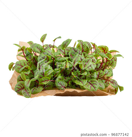 Red veined microgreen sorrel leaves 96877142