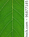Close-up of leaves 96877185