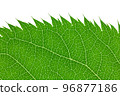 Close-up of leaves 96877186