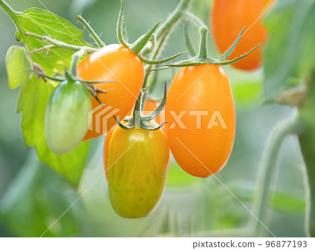 在溫室中種植櫻桃番茄 在溫室中種植櫻桃番茄 96877193