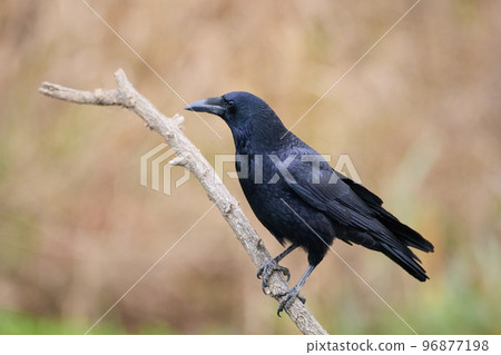 烏鴉棲息在樹枝上 烏鴉棲息在樹枝上 96877198