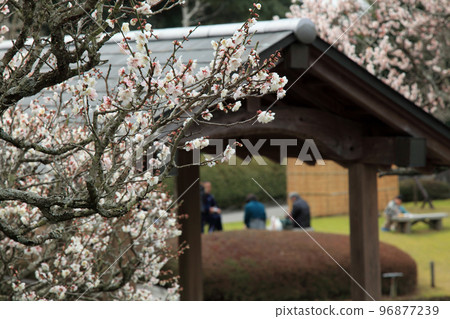 櫻花盛開的聚會 櫻花盛開的聚會 96877239