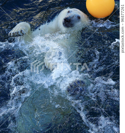 疲倦和無聊的北極熊 96877261