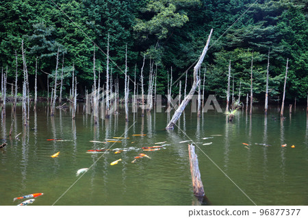 神秘的池塘 96877377