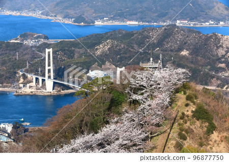 [Ehime Prefecture] Yumeshima Kaido and Mt. Sekizen Sansenbonzakura (Iwaki Bridge) 96877750