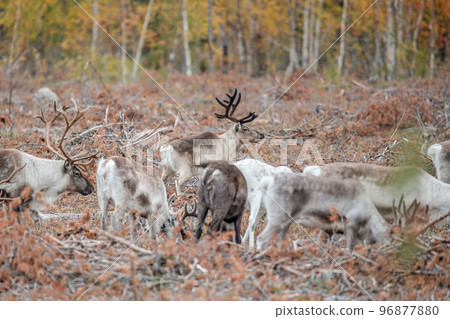 Reindeer Rangifer tarandus Herd and young calf spotted in northern part of Swedish Lappland Sweden jokkmokk Reindeer Rangifer tarandus Herd and young calf spotted in northern part of Swedish Lappland Sweden jokkmokk 96877880