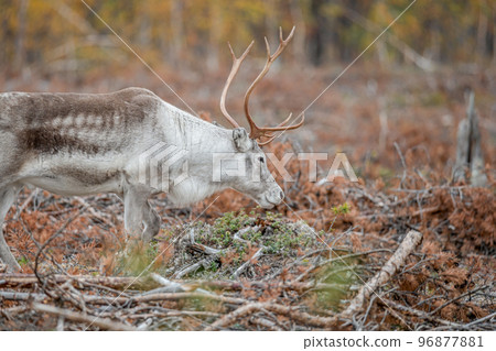 Reindeer Rangifer tarandus Herd and young calf spotted in northern part of Swedish Lappland Sweden jokkmokk Reindeer Rangifer tarandus Herd and young calf spotted in northern part of Swedish Lappland Sweden jokkmokk 96877881