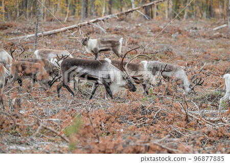 Reindeer Rangifer tarandus Herd and young calf spotted in northern part of Swedish Lappland Sweden jokkmokk 96877885