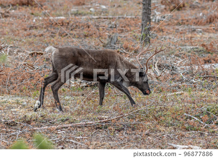Reindeer Rangifer tarandus Herd and young calf spotted in northern part of Swedish Lappland Sweden jokkmokk 96877886