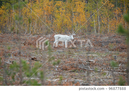 Reindeer Rangifer tarandus Herd and young calf spotted in northern part of Swedish Lappland Sweden jokkmokk 96877888