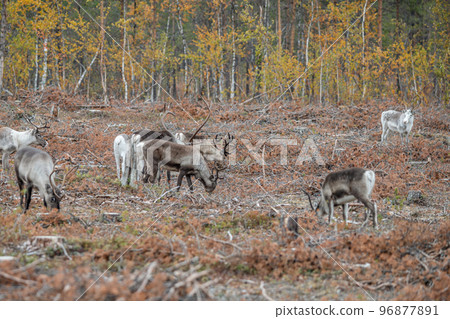 Reindeer Rangifer tarandus Herd and young calf spotted in northern part of Swedish Lappland Sweden jokkmokk 96877891