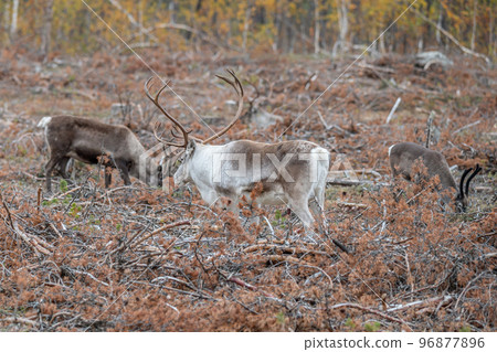 Reindeer Rangifer tarandus Herd and young calf spotted in northern part of Swedish Lappland Sweden jokkmokk 96877896